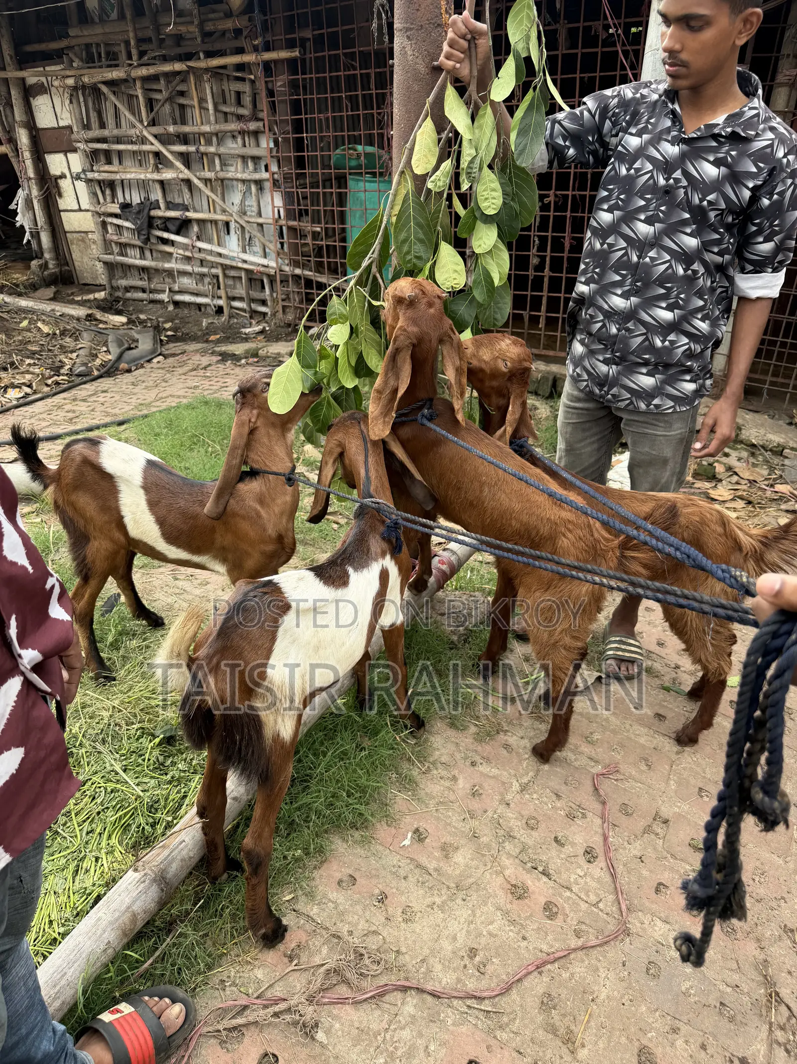 পাটনাই ছাগল