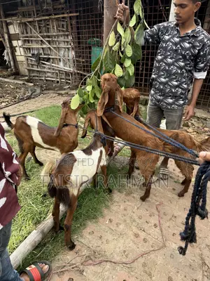 পাটনাই ছাগল