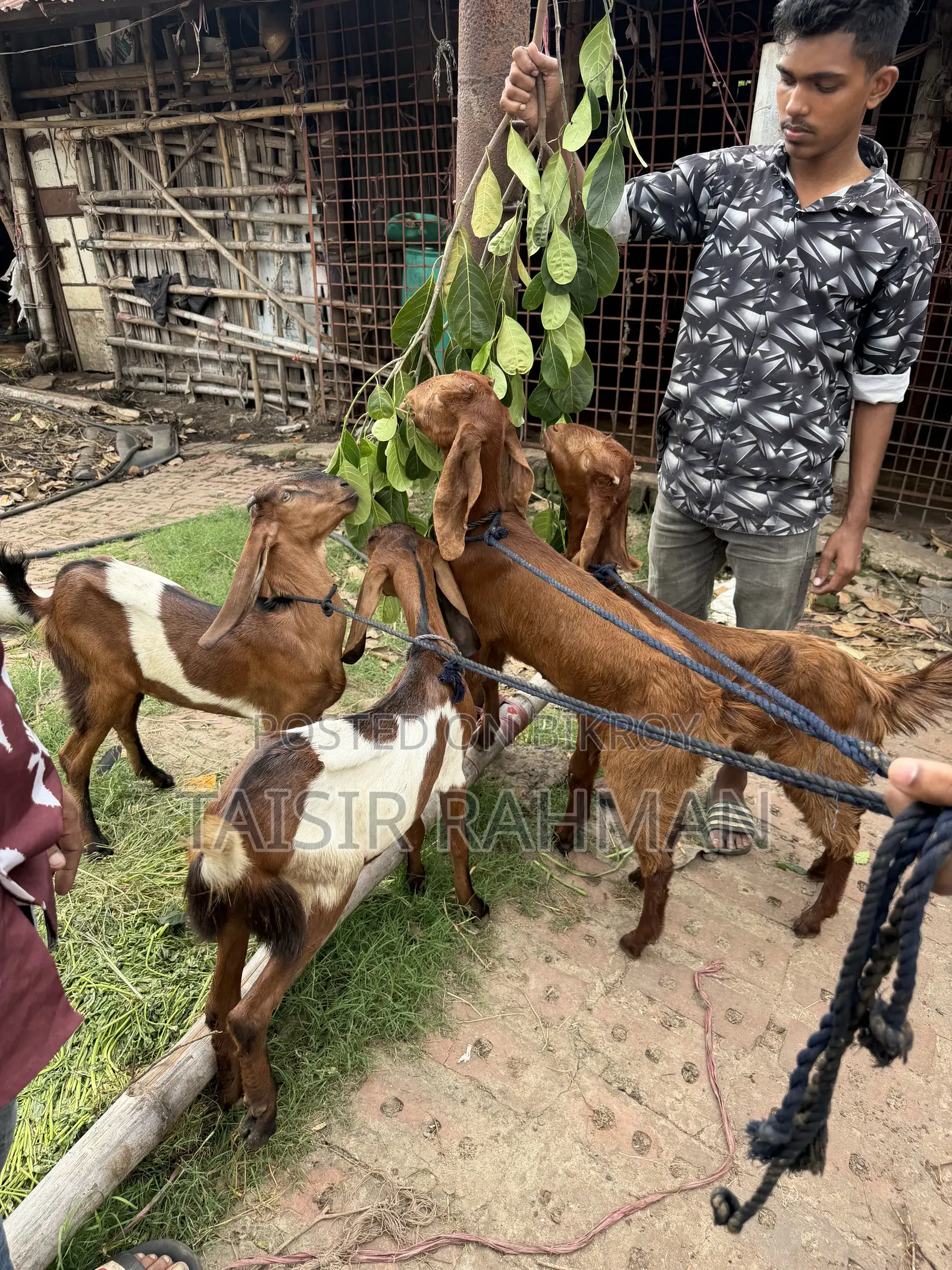 পাটনাই ছাগল