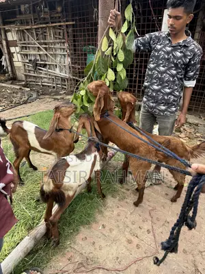 পাটনাই ছাগল