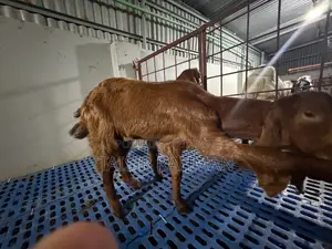 পাটনাই ছাগল