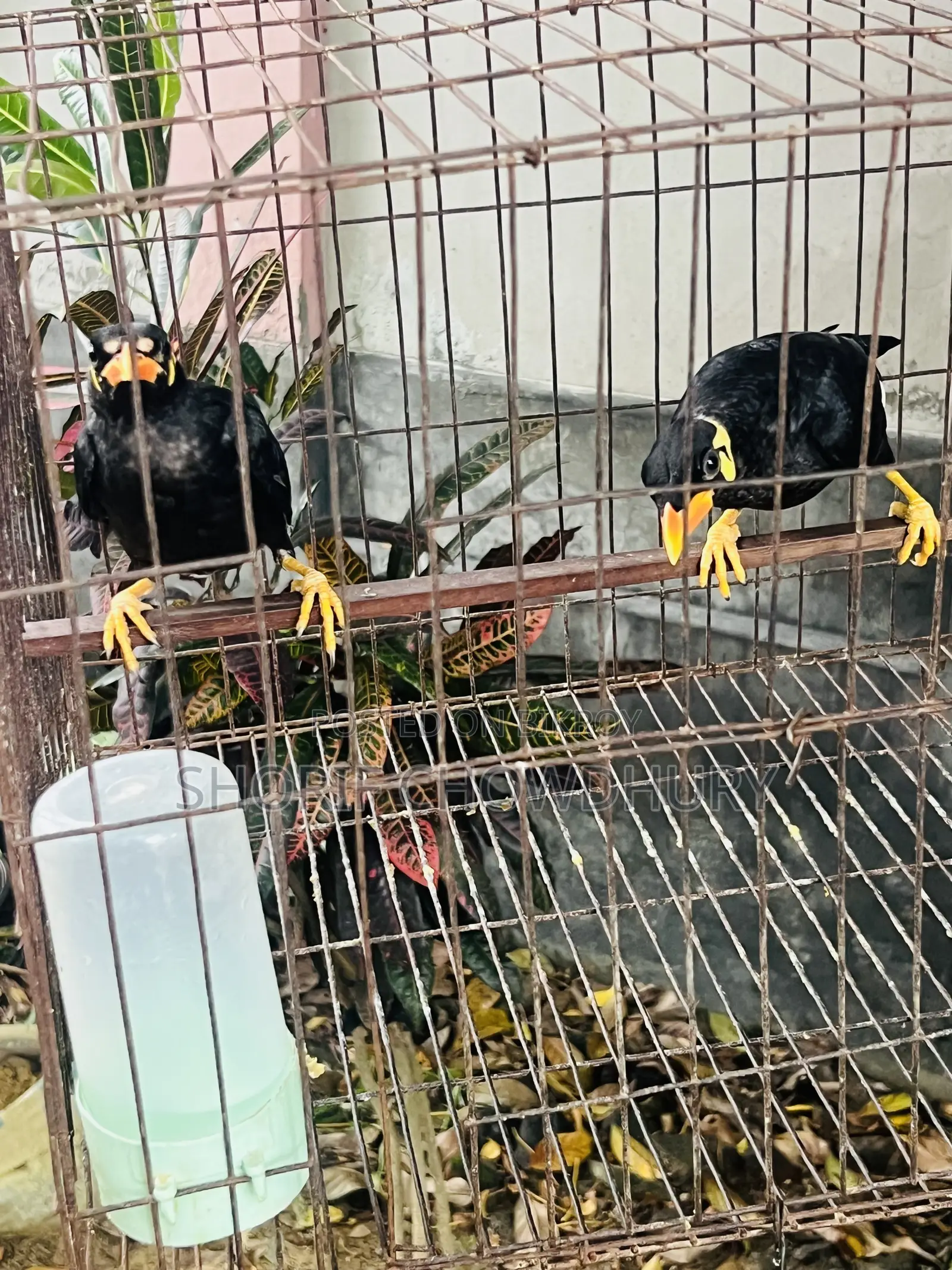 Myna Birds