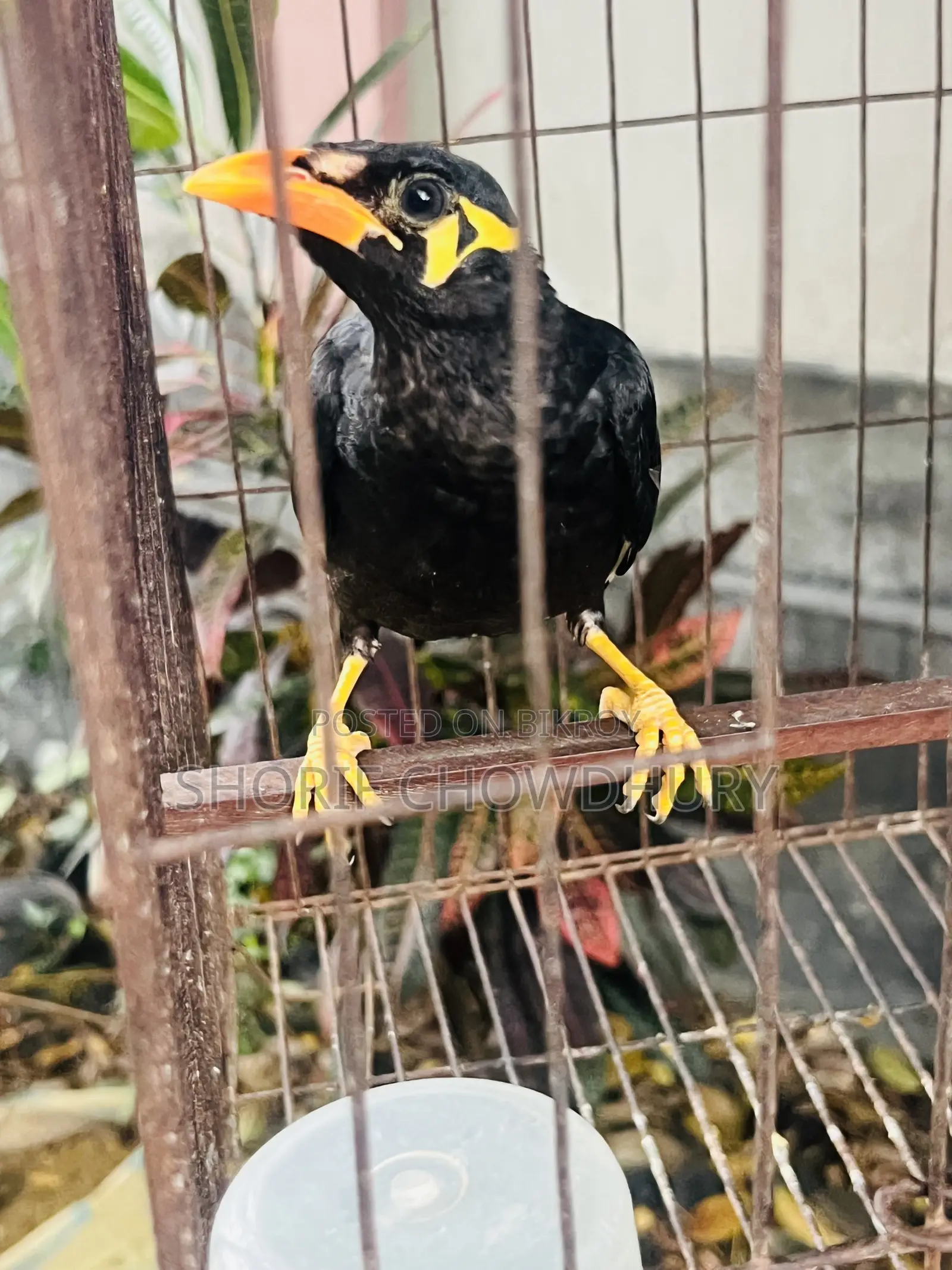 Myna Birds
