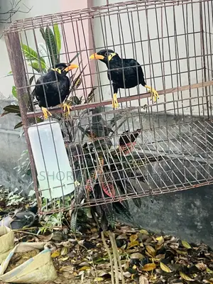 Myna Birds