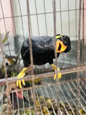 Myna Birds