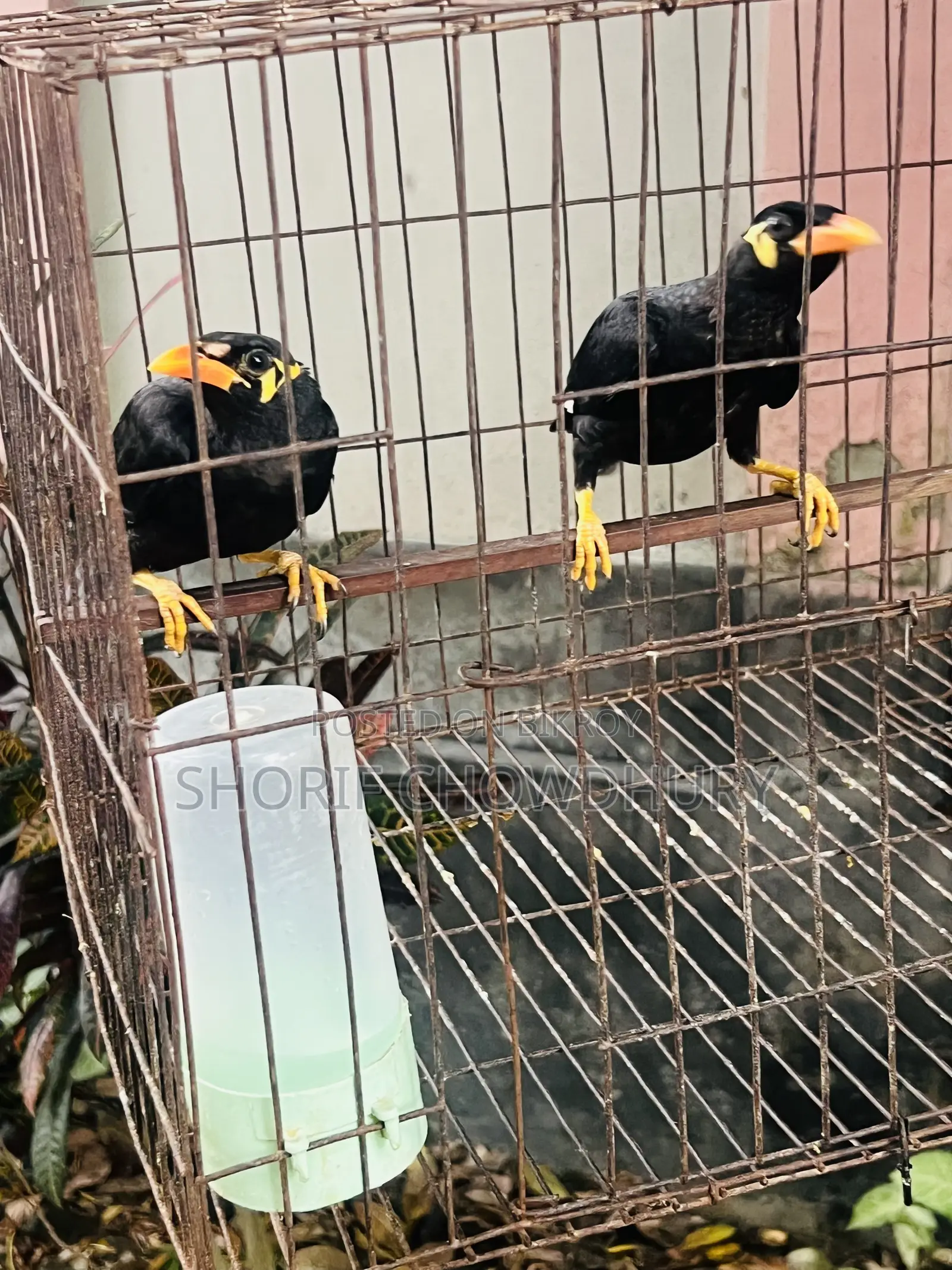 Myna Birds