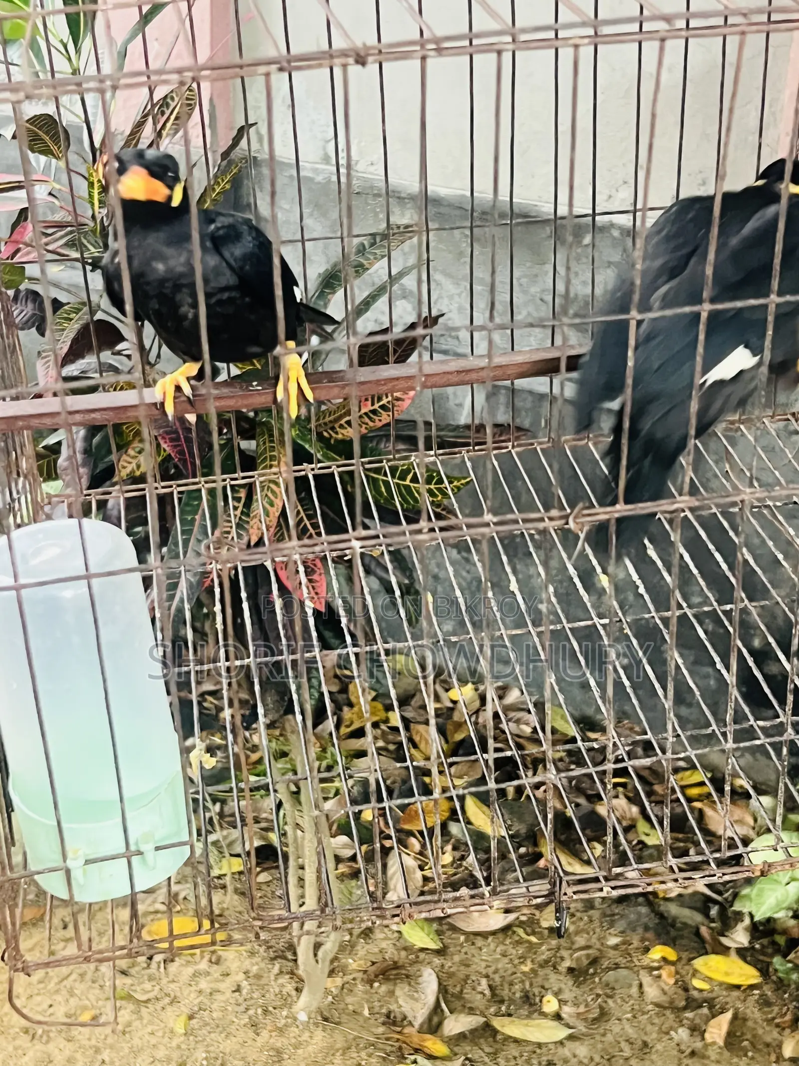 Myna Birds