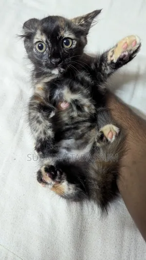 1-3 months Female Mixed Breed Persian