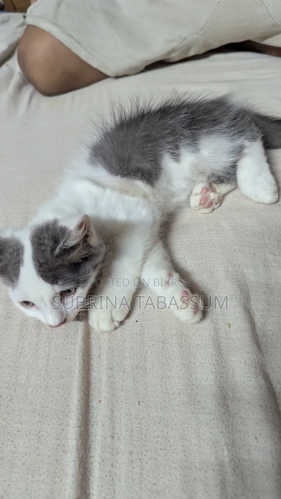1-3 months Female Mixed Breed Persian