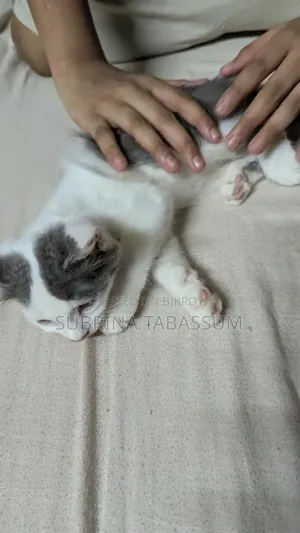 1-3 months Female Mixed Breed Persian