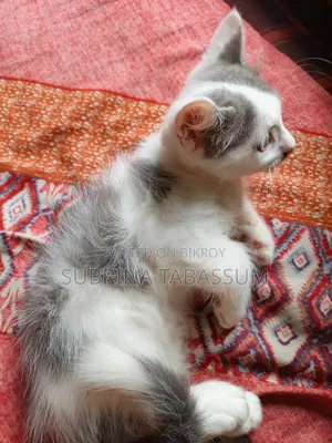1-3 months Female Mixed Breed Persian