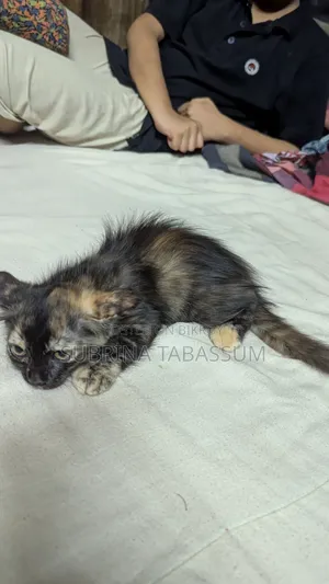 1-3 months Female Mixed Breed Persian