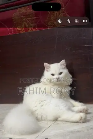 ৬-১২ মাস বয়সী পুরুষ খাঁটি পার্সিয়ান বিড়াল