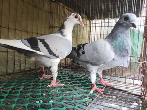 হুমা রেসার জোড়া বাচ্চা
