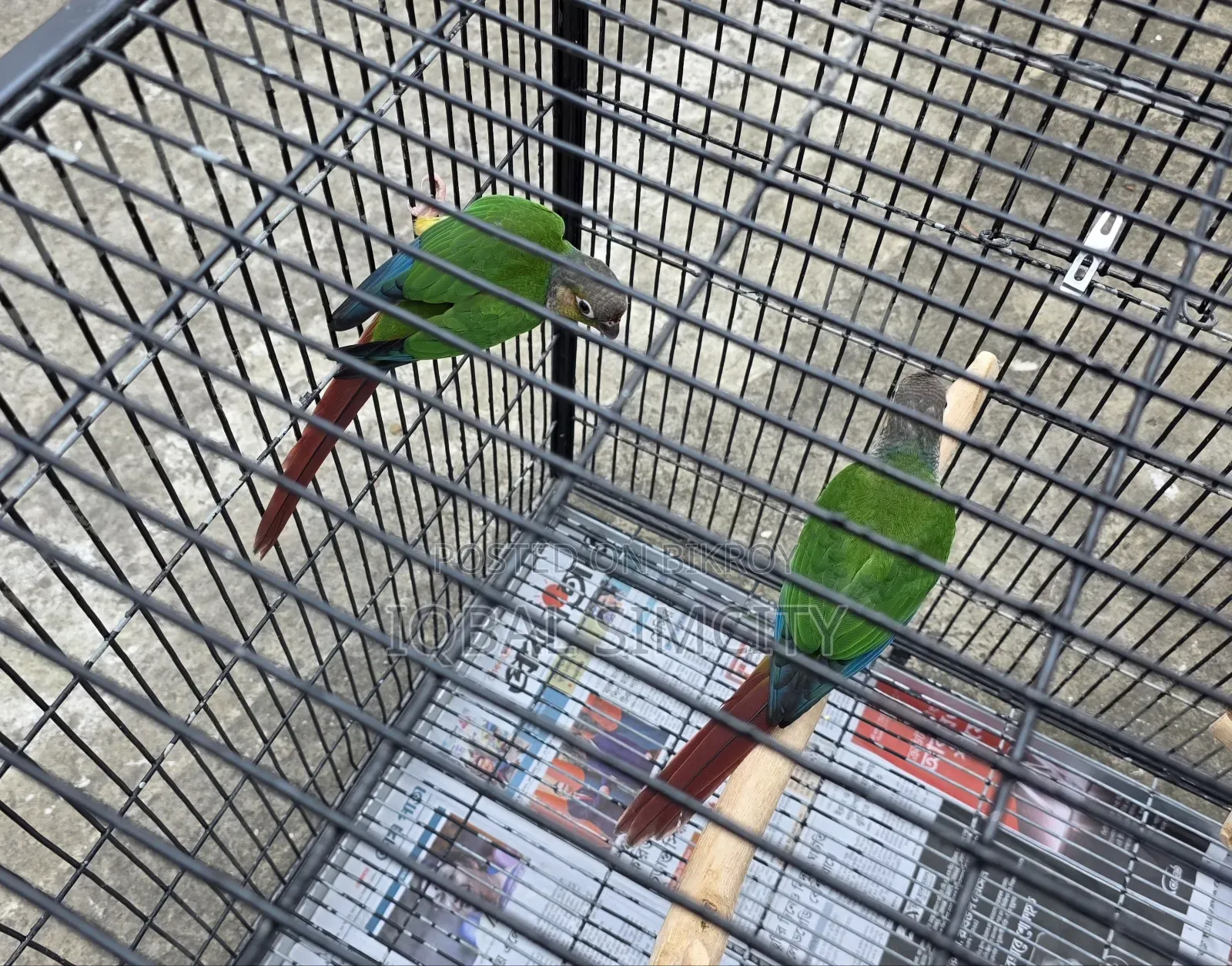 Green Cheek Conure Pair