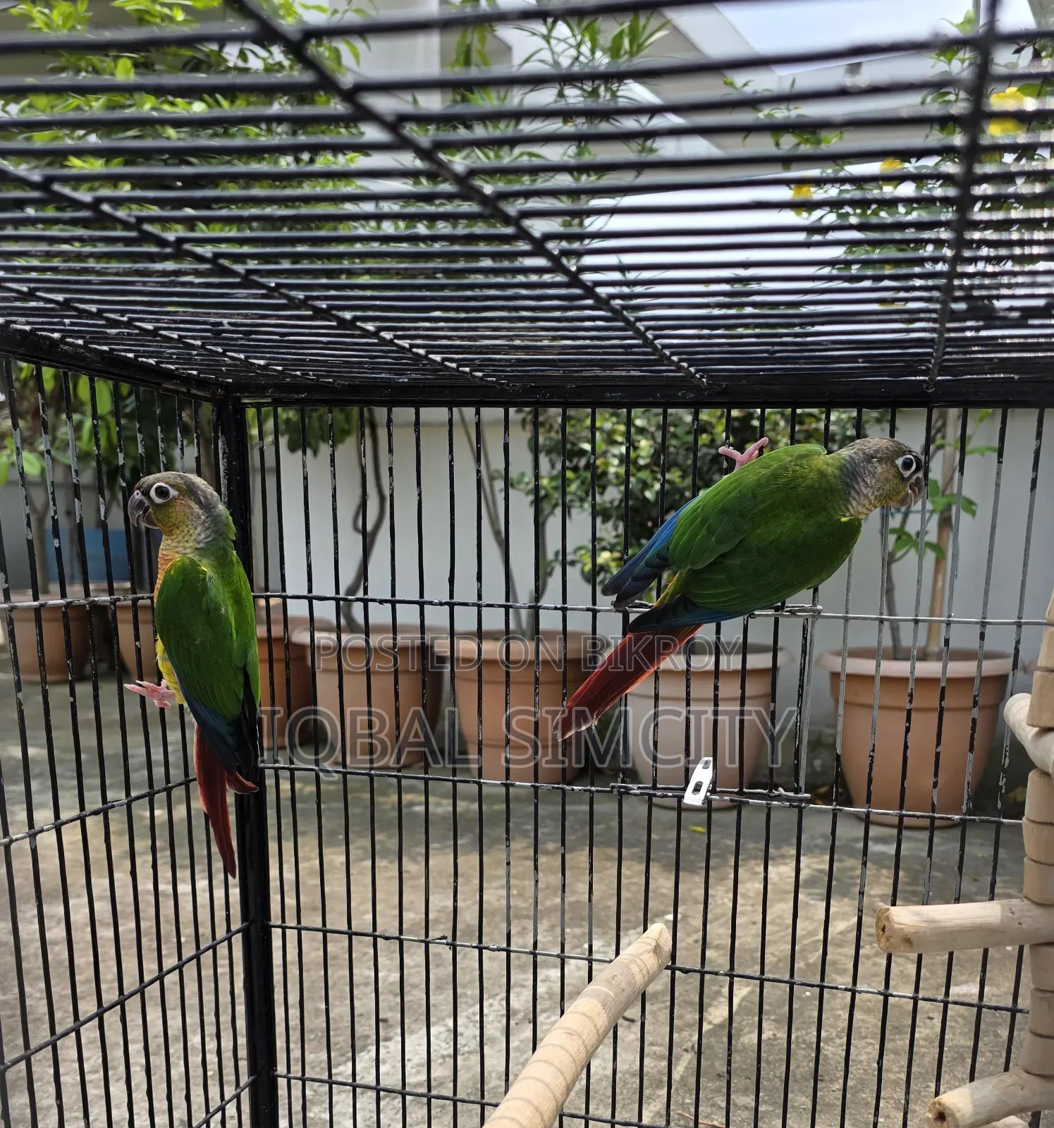 Green Cheek Conure Pair