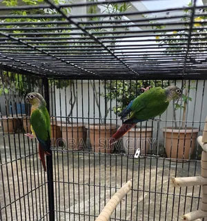Green Cheek Conure Pair