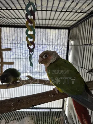 ডিএনএ কার্ডসহ গ্রিন চিক এবং পাইনএপল কনুর জোড়া