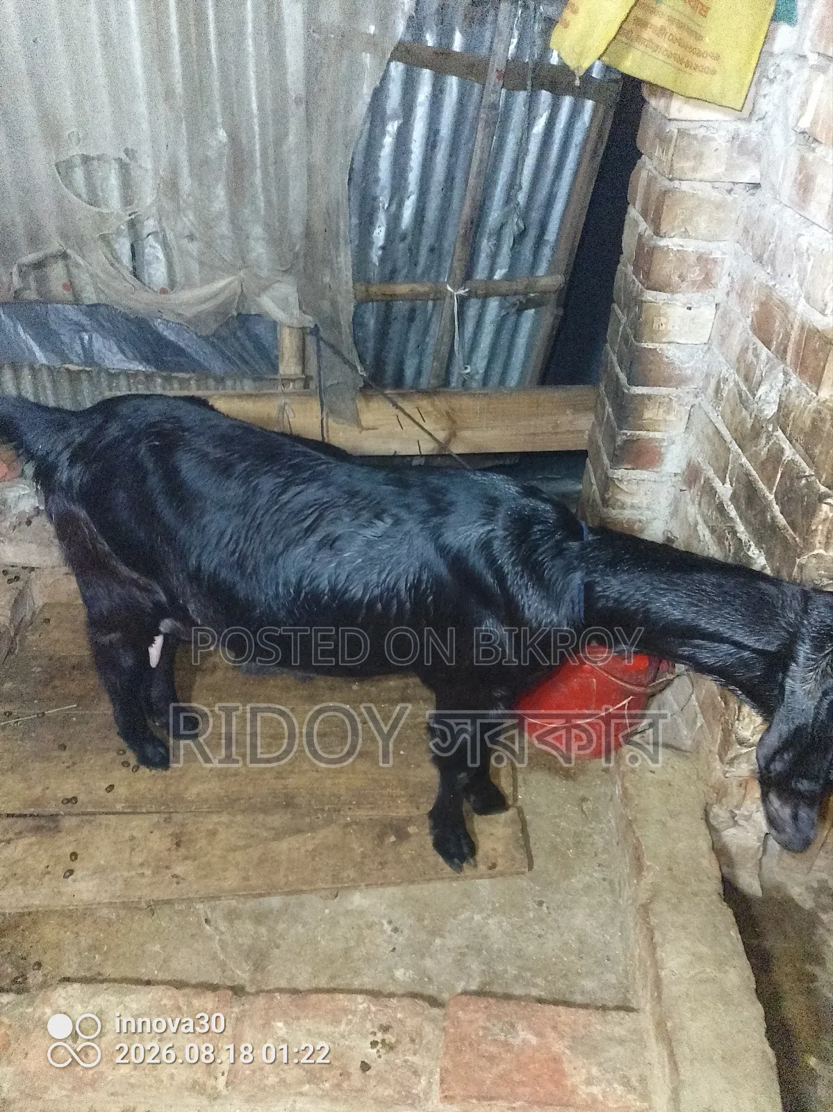 হরিয়ানায় ক্রস মা বাচ্চা সেট