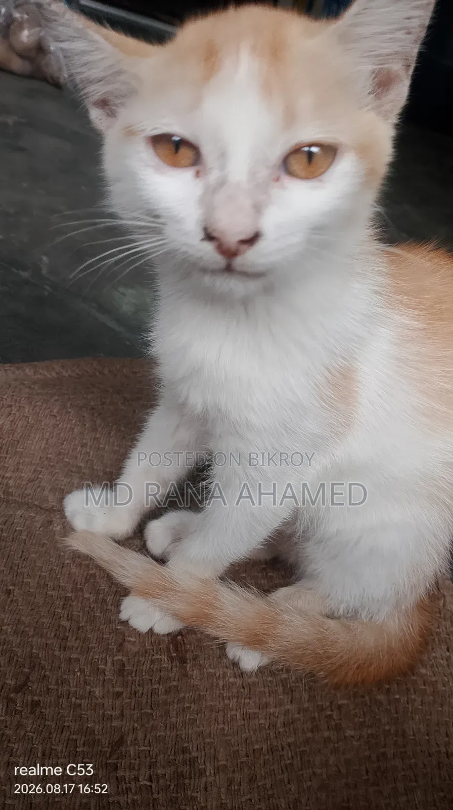 1-3 months Female Mixed Breed Persian