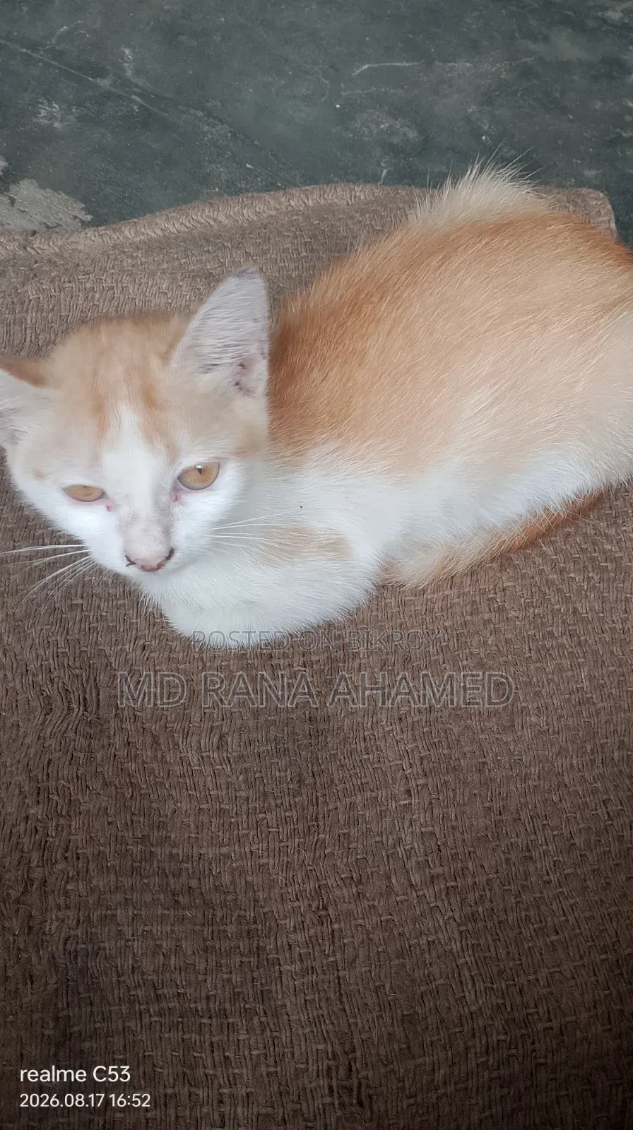 1-3 months Female Mixed Breed Persian