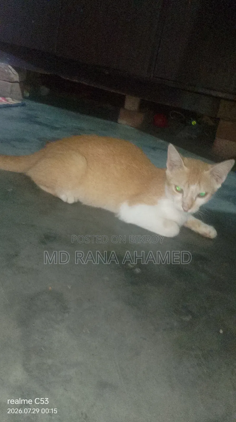 1-3 months Female Mixed Breed Persian