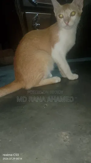 1-3 months Female Mixed Breed Persian