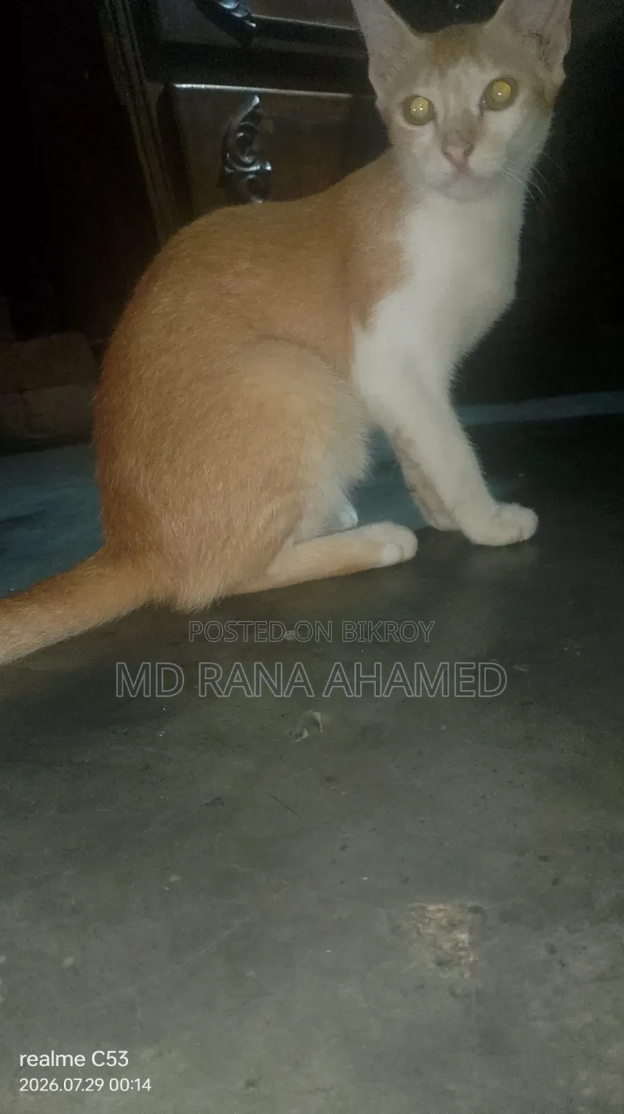 1-3 months Female Mixed Breed Persian