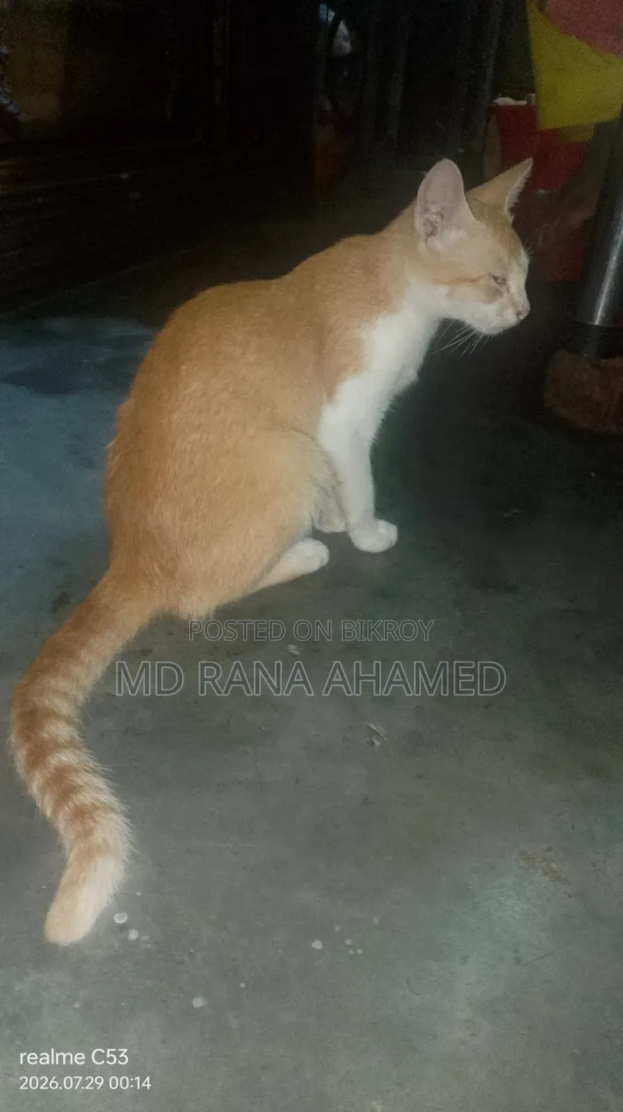 1-3 months Female Mixed Breed Persian