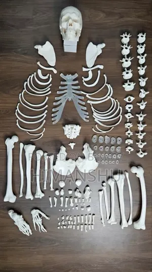 Real Bones Set Whole Anatomy Covered