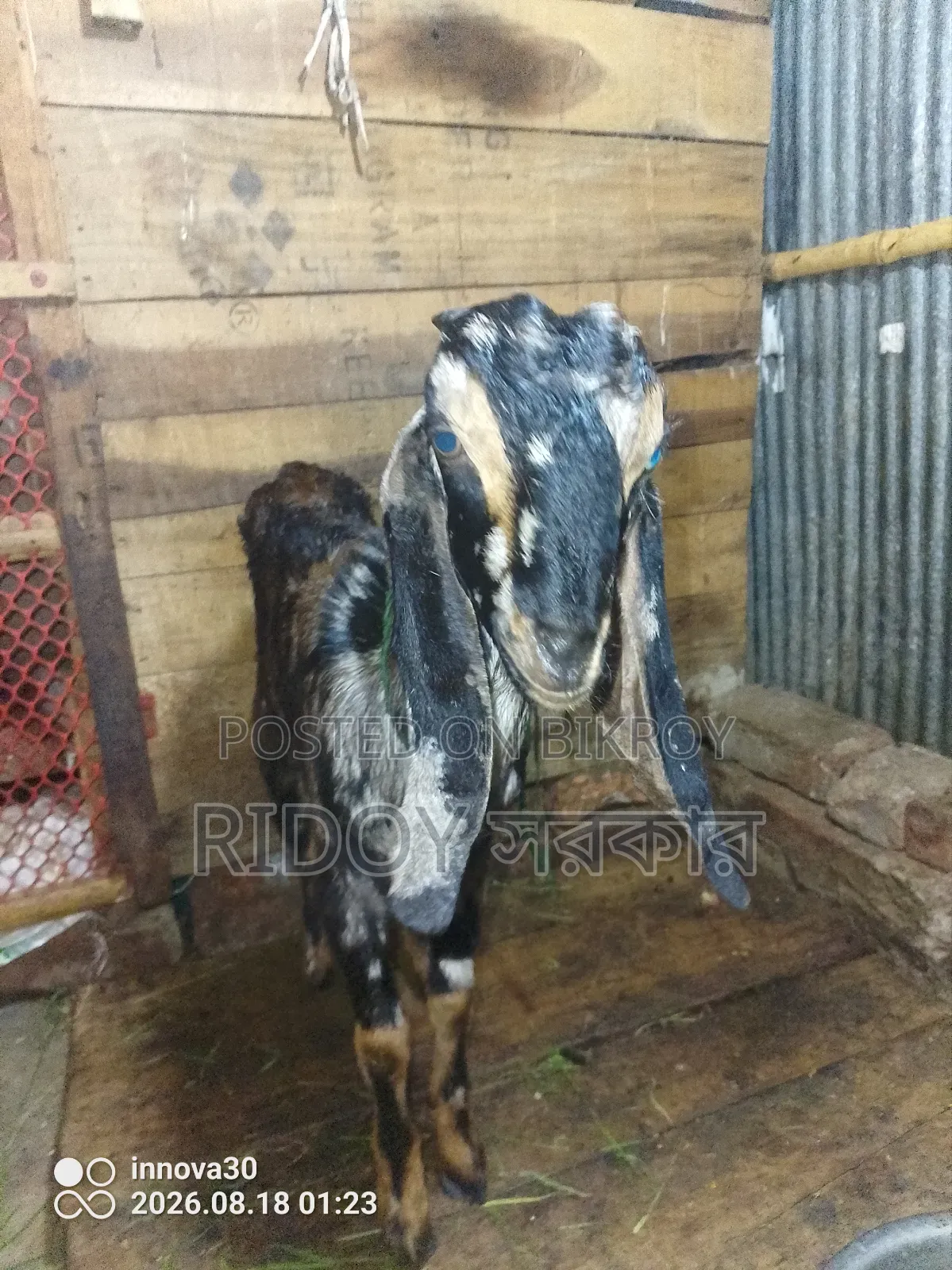 হরিয়ানা ক্রস খাসি