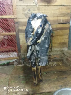 হরিয়ানা ক্রস খাসি
