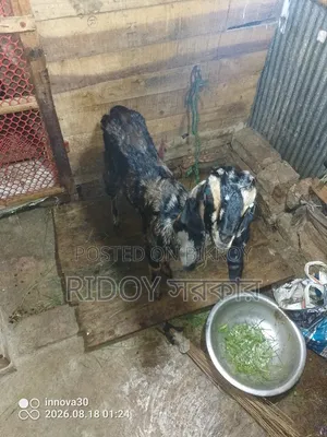 হরিয়ানা ক্রস খাসি