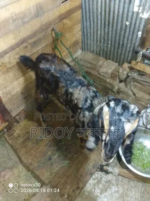 হরিয়ানা ক্রস খাসি