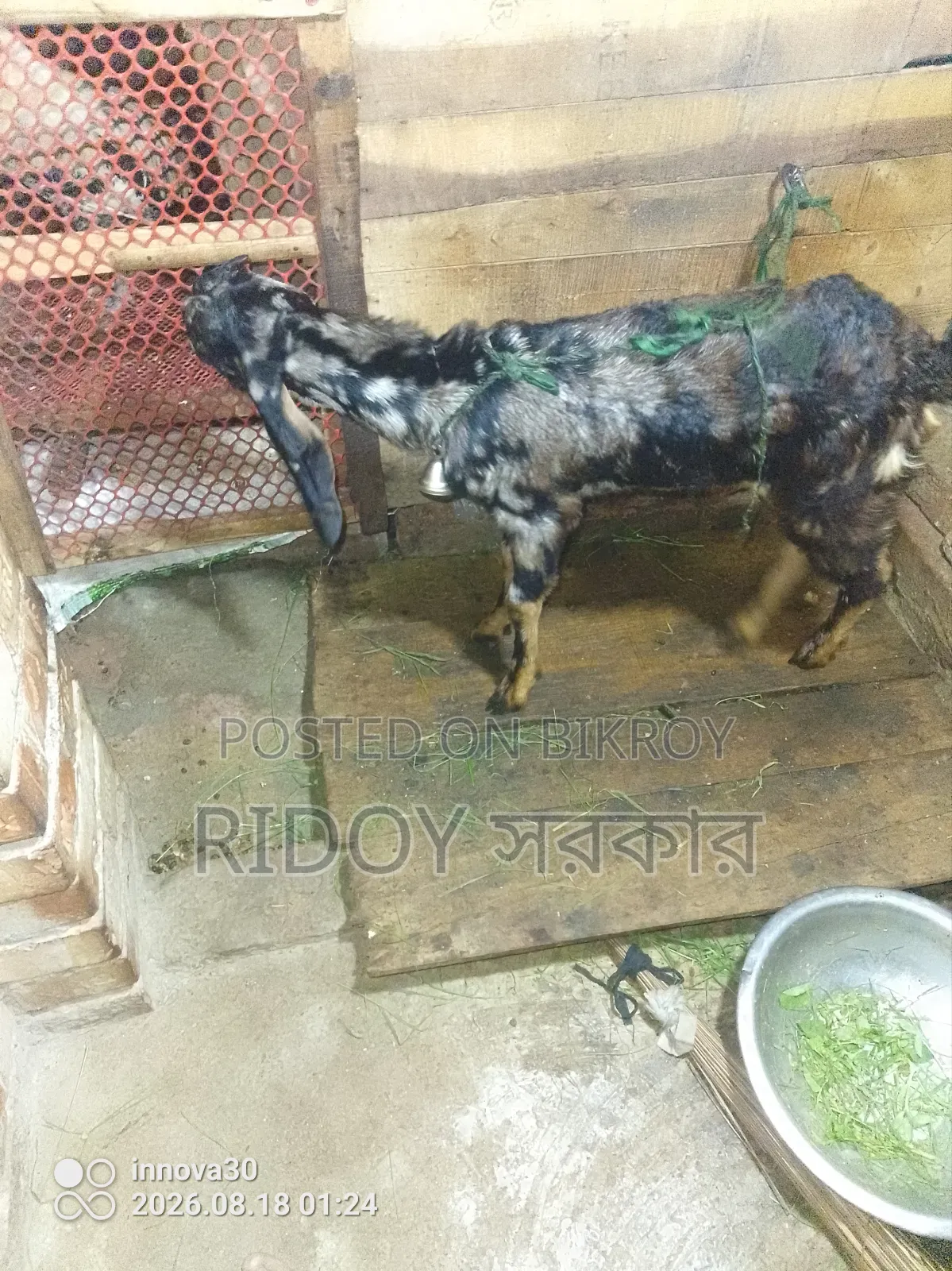 হরিয়ানা ক্রস খাসি