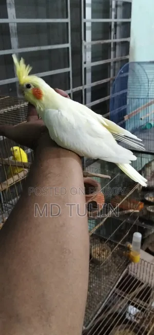কোকাটেল বেবি