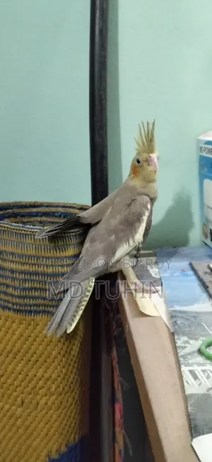 কোকাটেল বেবি