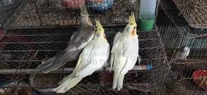 কোকাটেল বেবি