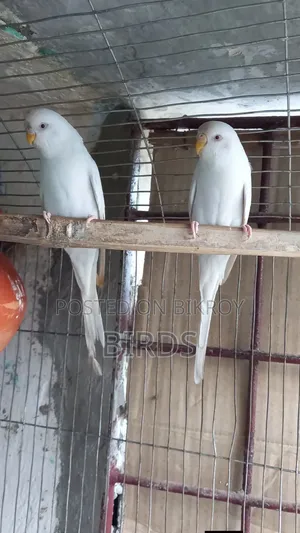 এলবিনো রেড আই বাজরিগার।