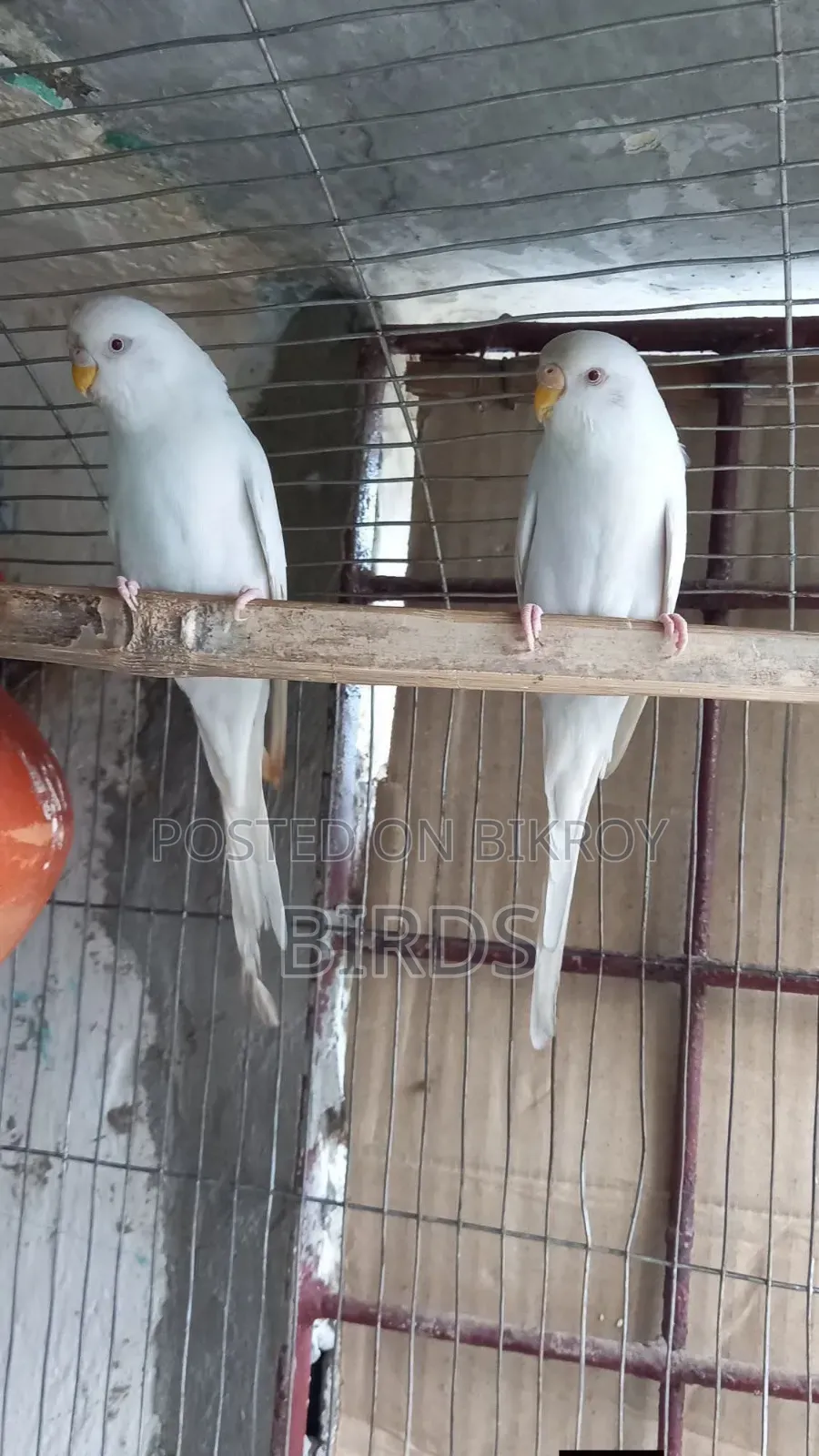 এলবিনো রেড আই বাজরিগার।