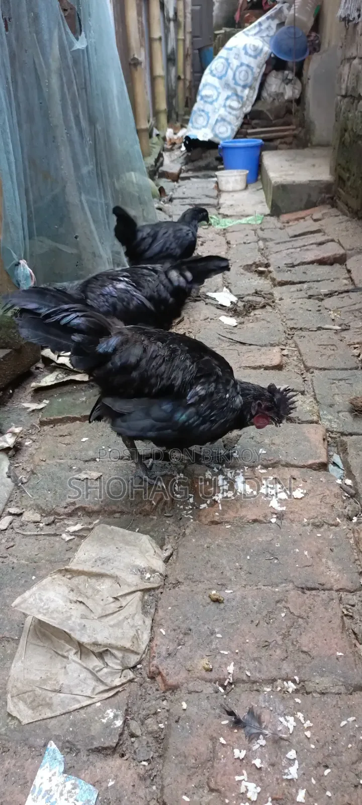 কাদকনাথ ৭ মাস+ বয়সী মোরগ,মুরগী প্রতি পিস
