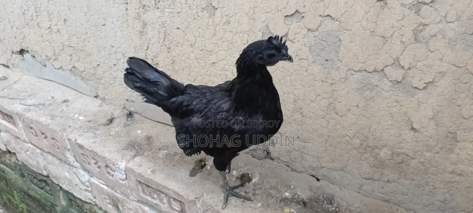 কাদকনাথ ৭ মাস+ বয়সী মোরগ,মুরগী প্রতি পিস