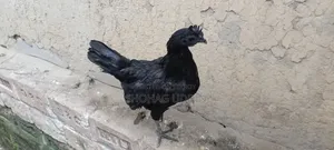 কাদকনাথ ৭ মাস+ বয়সী মোরগ,মুরগী প্রতি পিস