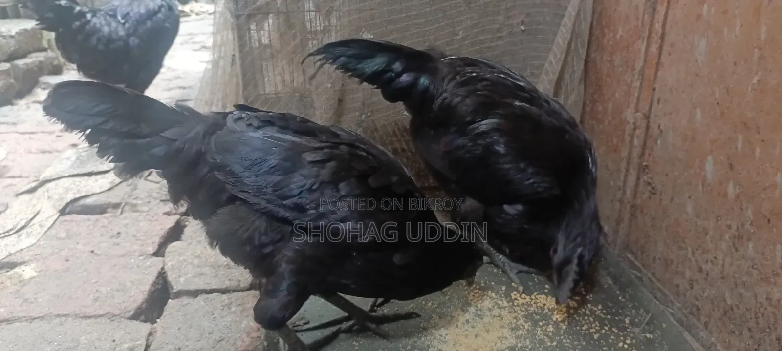 কাদকনাথ ৭ মাস+ বয়সী মোরগ,মুরগী প্রতি পিস