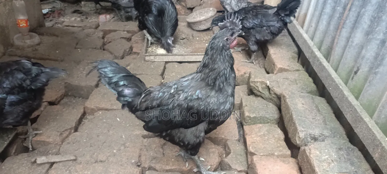 কাদকনাথ ৭ মাস+ বয়সী মোরগ,মুরগী প্রতি পিস
