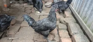 Kadaknath 7-10 Days Old Chicks Are Being Booked