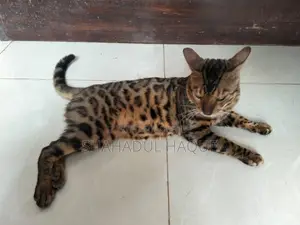 1+ Year Male Purebred Bengal
