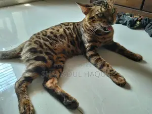 1+ Year Male Purebred Bengal