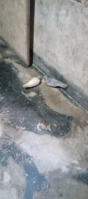 Good Quality Giribaj Pigeon
