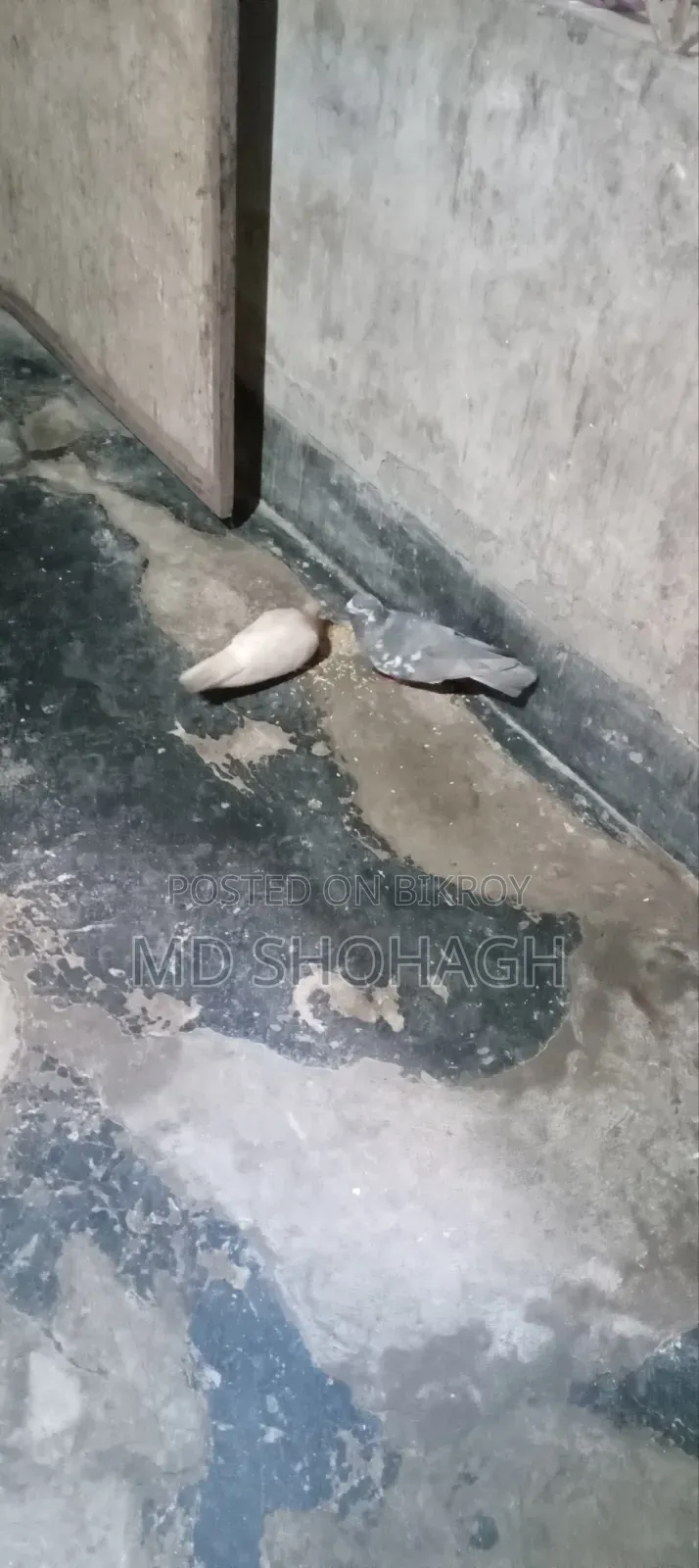 Good Quality Giribaj Pigeon